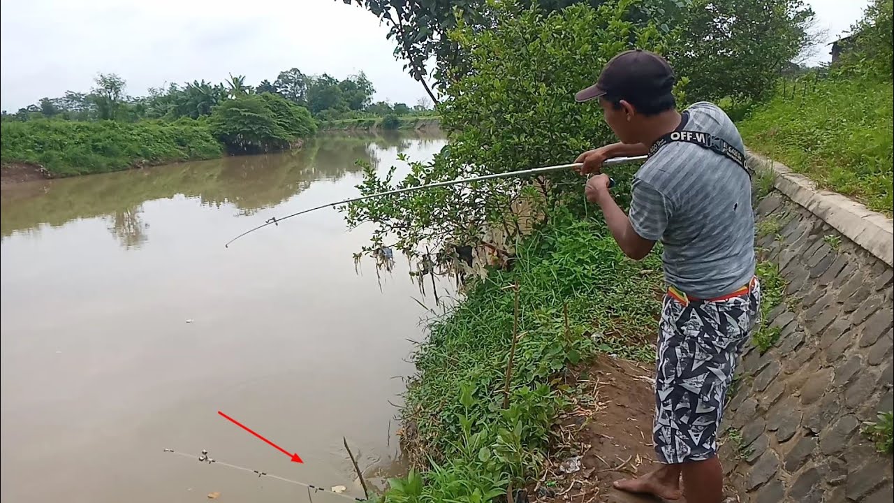 Mancing ikan tawas/Bader umpan usus ayam cuma 5 menit dapat banyak banget