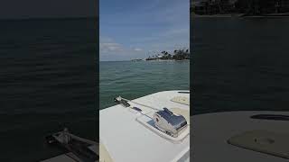 Porpoise at Sanibel Island