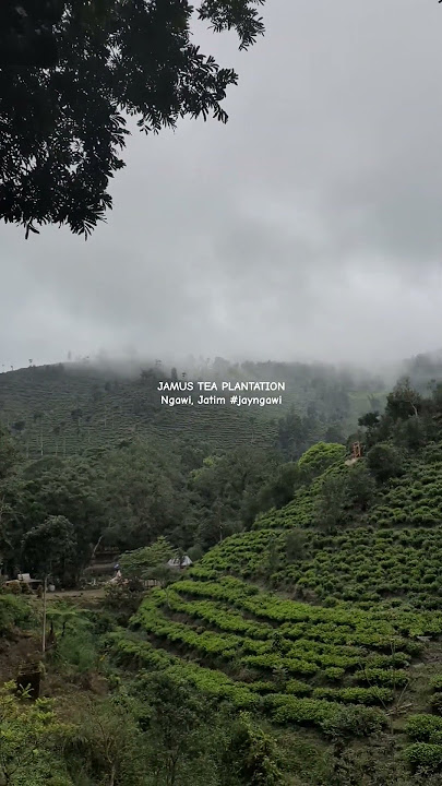 Kebun Teh Jamus #ngawi #jatim #kebuntehjamus #jamus