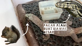 Makanan Spesial Buat Si Bandot Dan Si Babu - Varanus Salvator & Biawak Abu-Abu