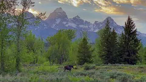 Moose at sunset below the Teton Mountains, WY