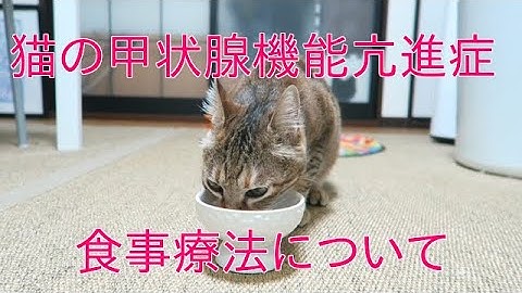 猫甲状腺機能亢進症 Youtube