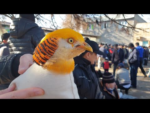 Тошкент қуш бозори: 18.12.2021 II Птичий рынок Ташкент II Bird market of Tashkent