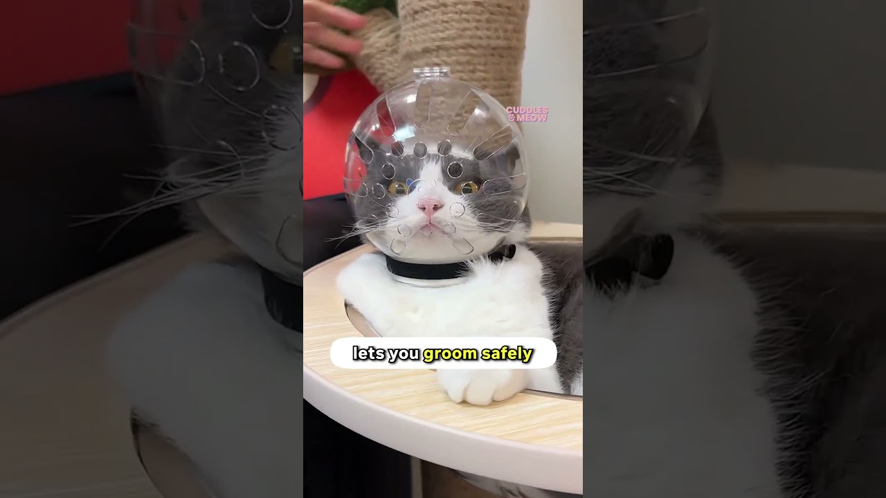 лучший ЛАЙФХАК по стрижке кошек! 😳