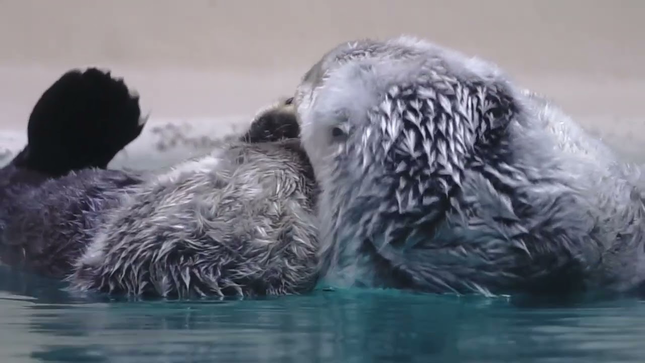 鳥羽水族館 ラッコ メイちゃんキラちゃんのもふもふ仲良しタイム