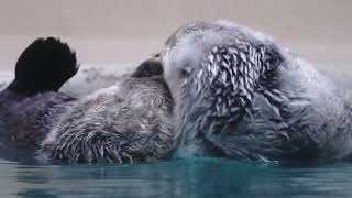 鳥羽水族館 ラッコ メイちゃんキラちゃんのもふもふ仲良しタイム