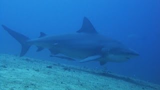 Бычьи акулы на Кубе - Bull Sharks Feeding in Cuba