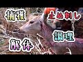 猟師の日常『鹿を捕獲＊止め刺し＊解体＊調理』田舎暮らし＊自給自足