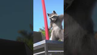 GRILL ROCKET 🚀🐶 #Pug #MightyMike