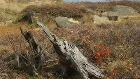 (Her) Life - Lars Bartkuhn & His Passion Dance Orchestra