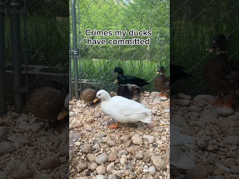 Video: Da li su saksonske patke dobri kućni ljubimci?