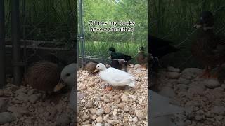 They’re always up to no good🤭🦆 #Ducks #Pets #FarmAnimals #PetDucks #Shorts #SillyPets #BadPets