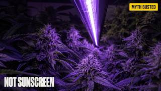Your UV Bar Can't Boost Trichomes (It's Not Even the Right UV)