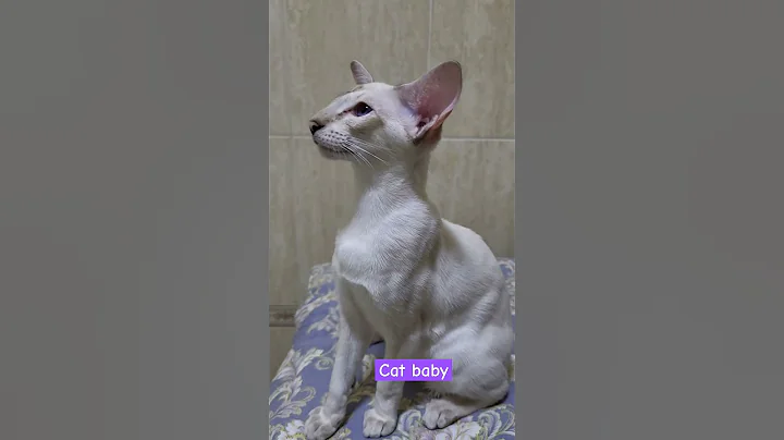 Video 8867271: oriental cats, mother cat, cat mother baby