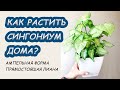 СИНГОНИУМ дома. Правила ухода, приметы, фитодизайн