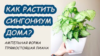 СИНГОНИУМ дома. Правила ухода, приметы, фитодизайн