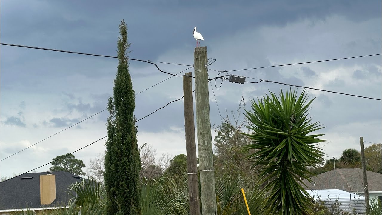 Флорида 🌴	Стройка окончена! Показываю, что получилось у бассейна🔴Лесли чистит бассейн 👍🏽