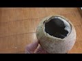 Live search for coconut juice in Pattaya, Thailand.
