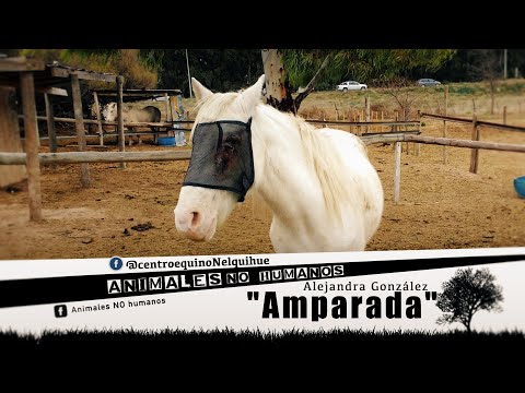 Animales No Humanos "AMPARADA" - CAP 7°