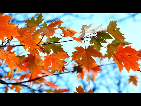 Видео: Есенни пикови периоди на листата в югоизточната част