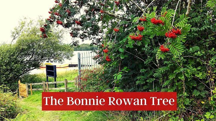 The Bonnie Rowan Tree: Pause and Ponder reflection...