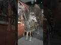 الأسلحة الإسلامية في متحف بريطانيا