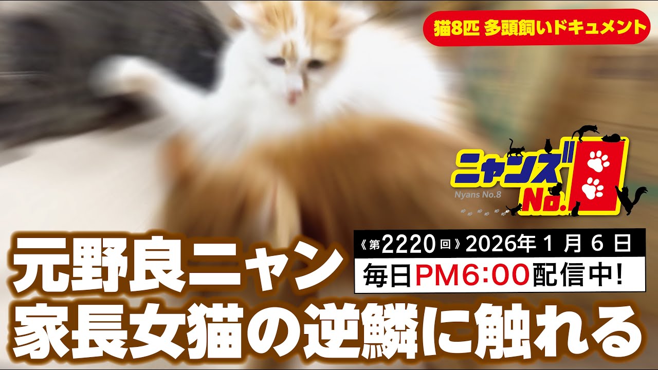 《第2220回》元野良ニャン 家長女猫の逆鱗に触れる