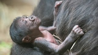 Cleveland Zoo introduces baby gorilla and it's a cuteness overload