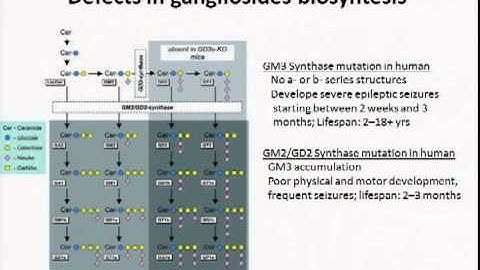 Sialic Acids: Structure and Function