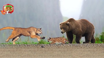 Sức Mạnh Tình Mẫu Tử Thiêng Liêng Của Các Loài Động Vật Hoang Dã IQuyết Hy Sinh Thân Mình Để Cứu Con