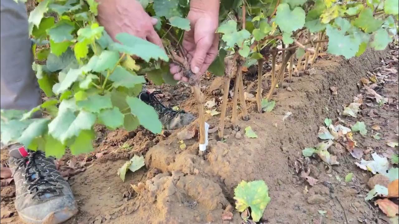 Cosa Fare Il Primo Dell Anno SESTA FASE: CRESCITA E CURA DELLE BARBATELLE E BARBATELLONI - YouTube