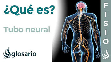Como ocorre a formação da placa neural?