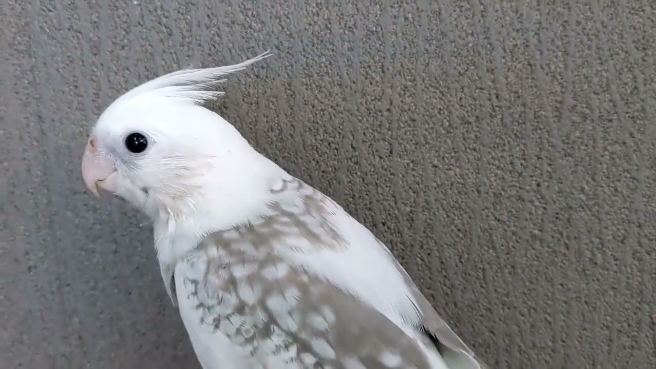 オカメインコ ホワイトフェイスパールパイド ヒナ 手乗り