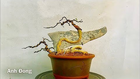 Thử ghép cây duối vào đá kết quả bất ngờ