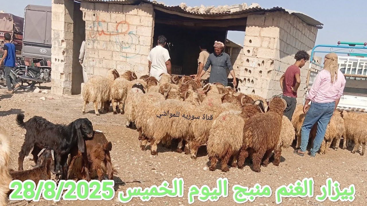 بيزار#منبج اليوم الخميس تاريخ 28/8/2025 - جولة داخل البيزار .