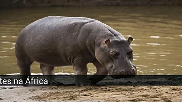 Qual a pele do hipopótamo?