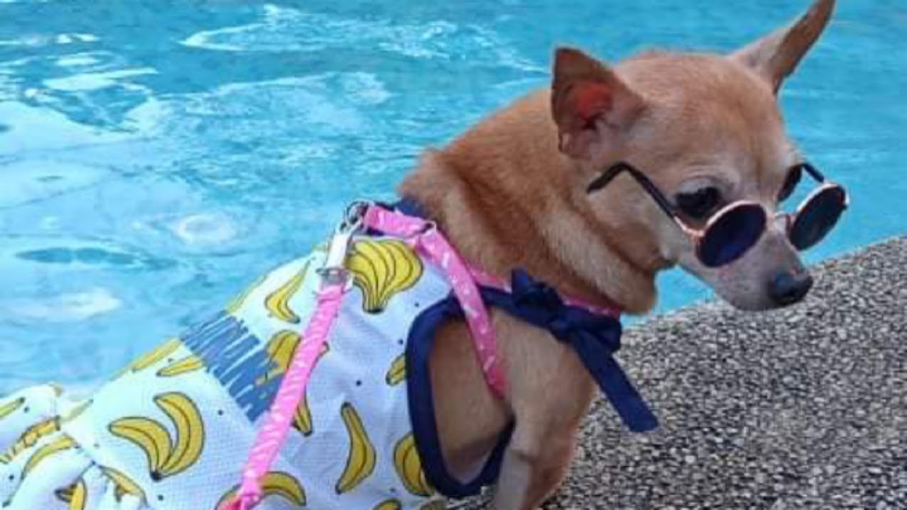 PET FRIENDLY RESORT IN CAVITE - VILLA FILOMENA