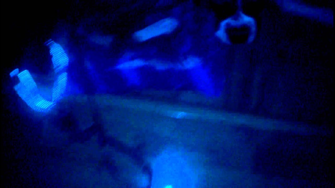 The glow in the dark dogs YouTube