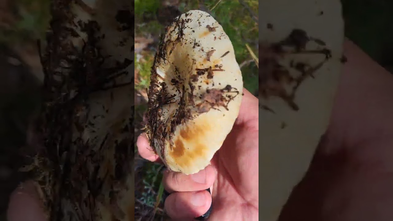 Боровое.  Тихая охота. Сбор грибов. 