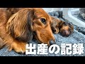 【犬7頭と暮らすおっさん】愛犬の出産前から出産後の子育ての様子までをお届け【ダックスの出産】