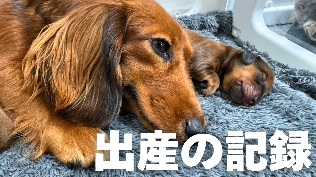 【犬7頭と暮らすおっさん】愛犬の出産前から出産後の子育ての様子までをお届け【ダックスの出産】