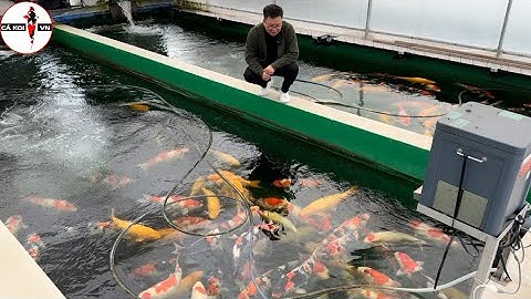 Danichi - Trại cá koi top hàng đầu thế giới