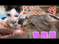 順番が待てない子猫たち　2020.9.7 みゃうの猫日記(説明欄に時間有)  【Miaou みゃう】