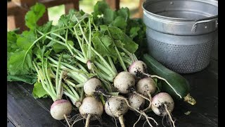 Harvesting Turnips And Turnip Greens