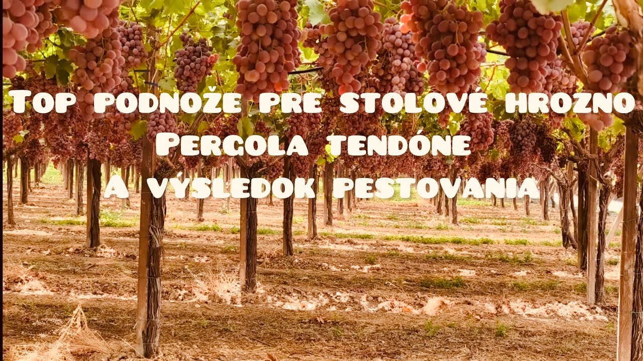 Top podnože pre stolové hrozno - Pergola Tendóne a výsledok pestovania takýmto spôsobom.