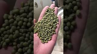 Mung Bean Line-غربلة الفاصوليا الخضراء