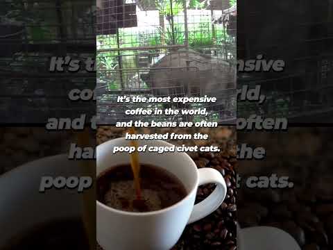 Βίντεο: Η Animal luwak είναι ένας ασυνήθιστος παραγωγός ελίτ καφέ