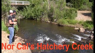 Hatchet creek isn't a destination fishery. however, for tourists
driving from i-5 to popular destinations such as hat creek, burney
falls and lassen national...