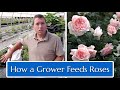 How a grower feeds roses discussion