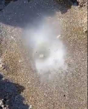 マテ貝掘り(潮干狩り)  真玉海岸　豊後高田市臼野